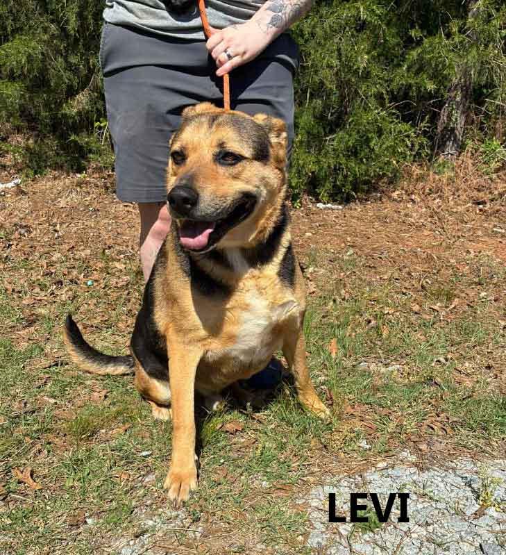 Enlarge Levi, a ADOPTABLE mixed breed in Washington, GA image 4/4