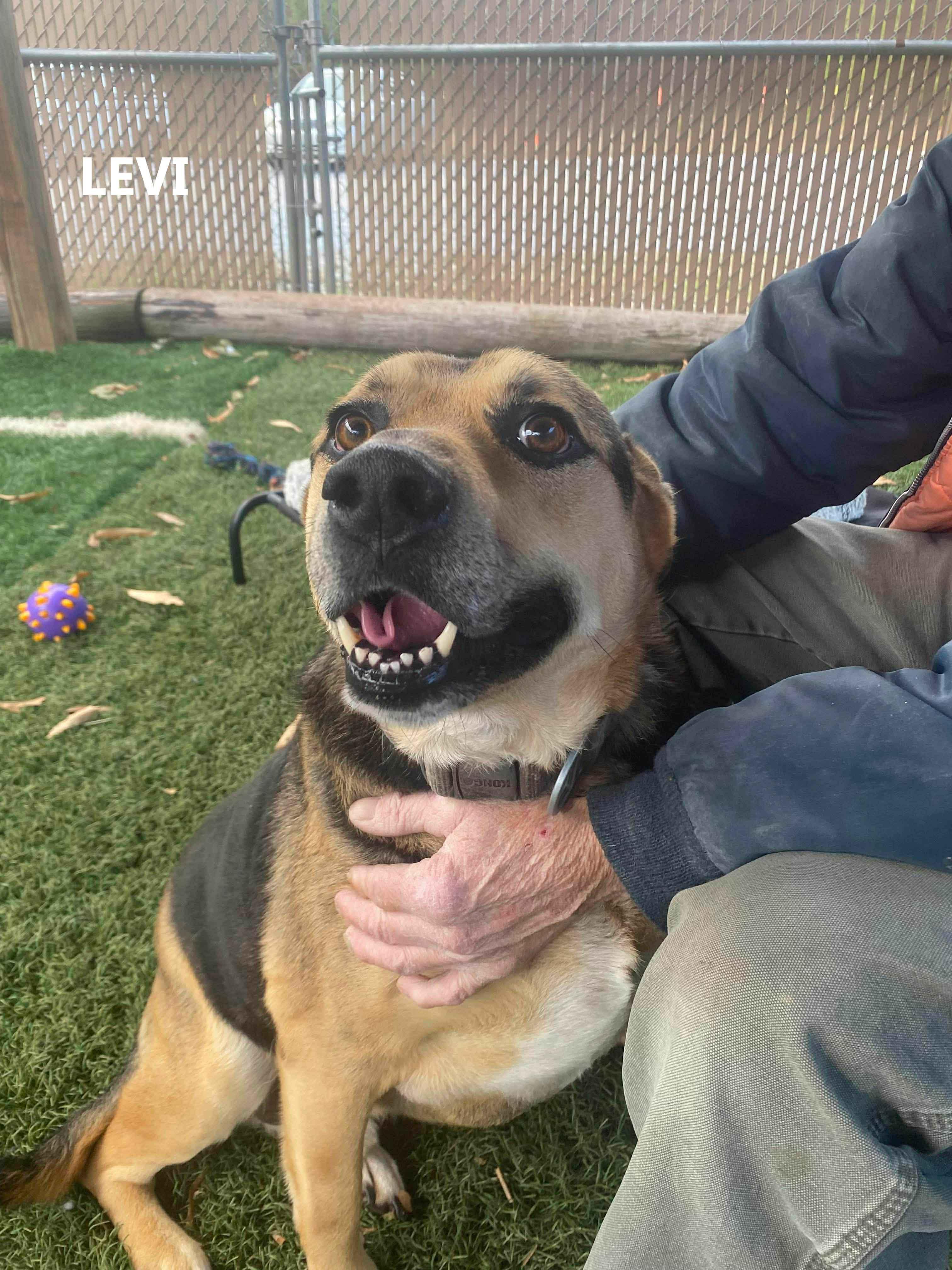 Enlarge Levi, a ADOPTABLE mixed breed in Washington, GA image 2/2