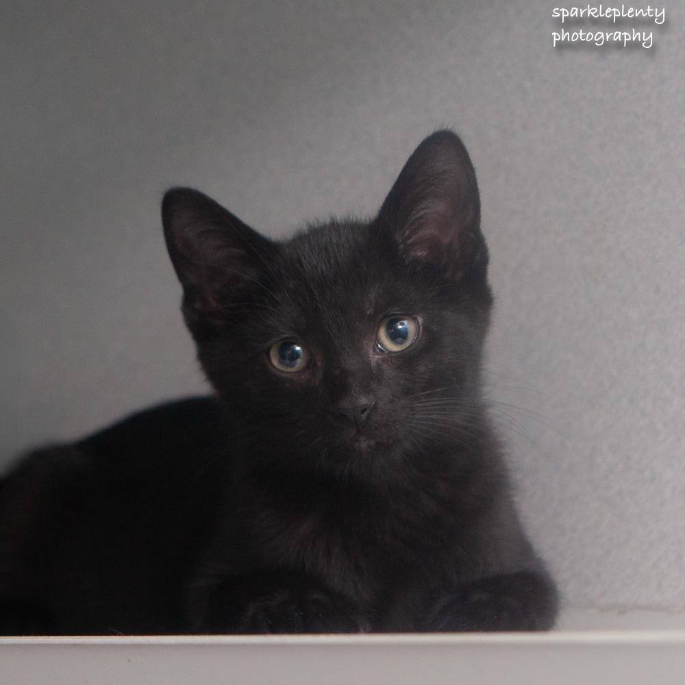 The Italian Litter, an adoptable Domestic Short Hair in Ridgefield, CT image 2/5