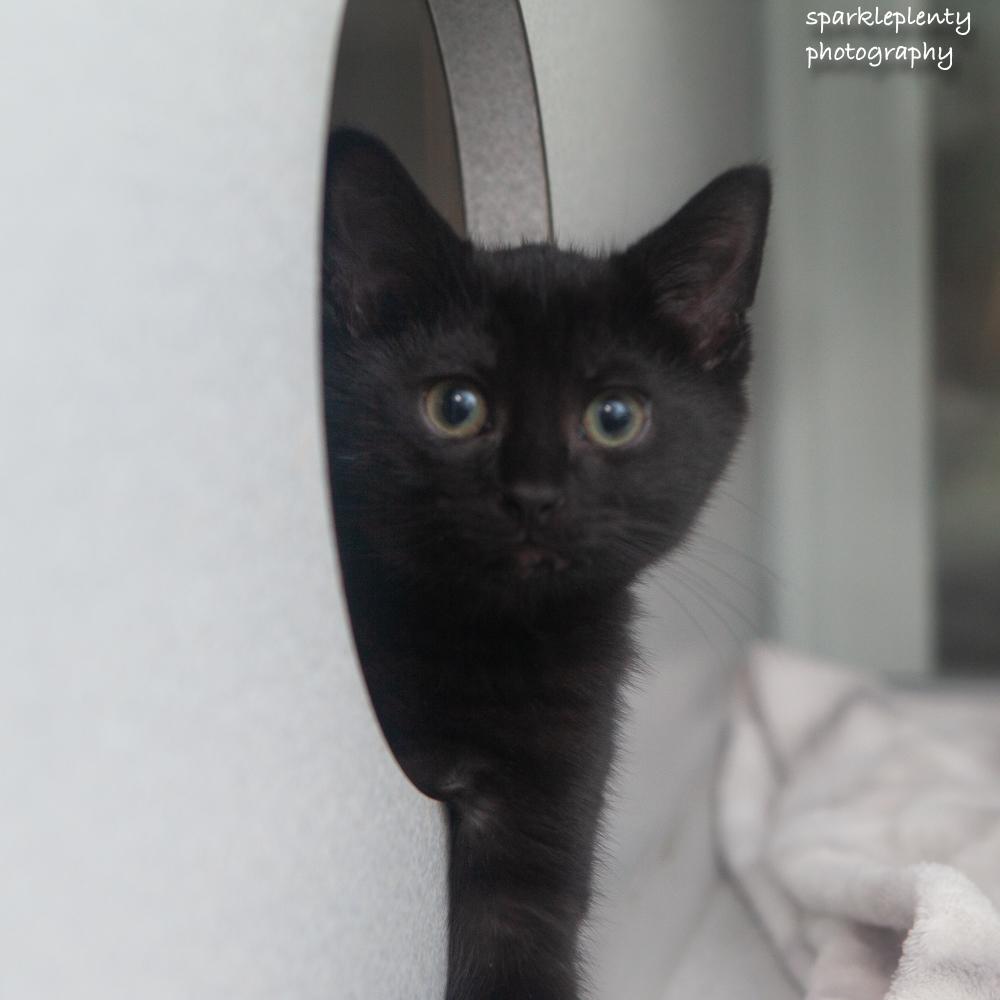 The Italian Litter, an adoptable Domestic Short Hair in Ridgefield, CT image 3/5