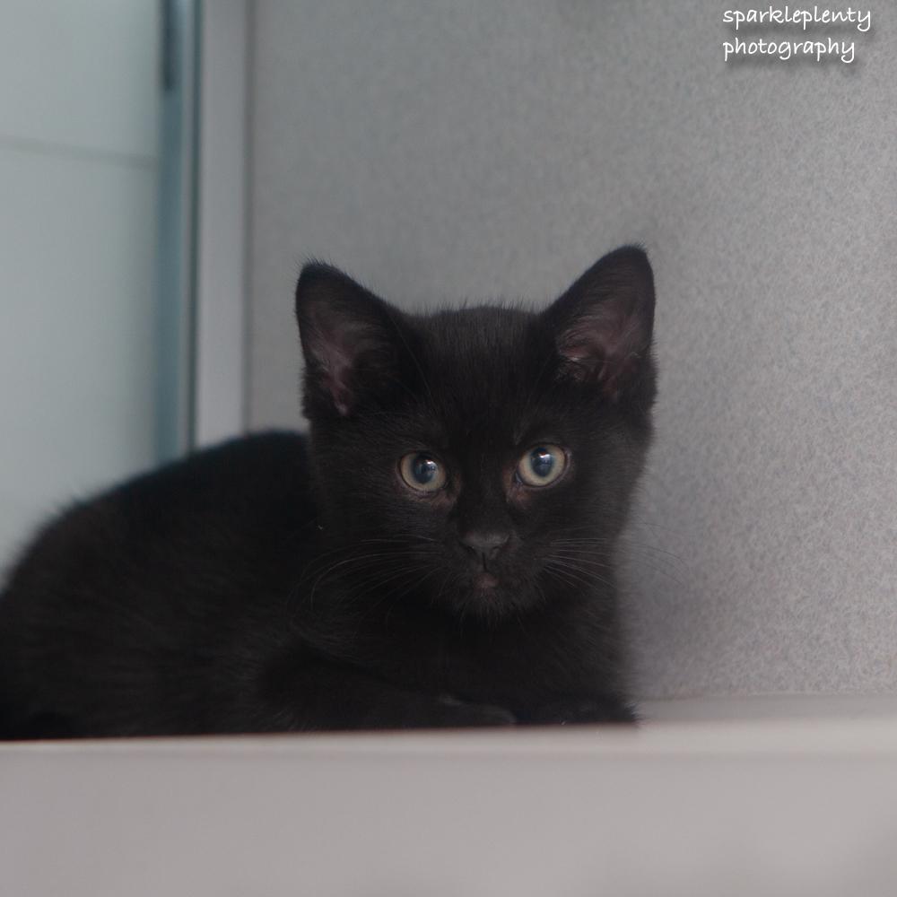 The Italian Litter, an adoptable Domestic Short Hair in Ridgefield, CT image 5/5