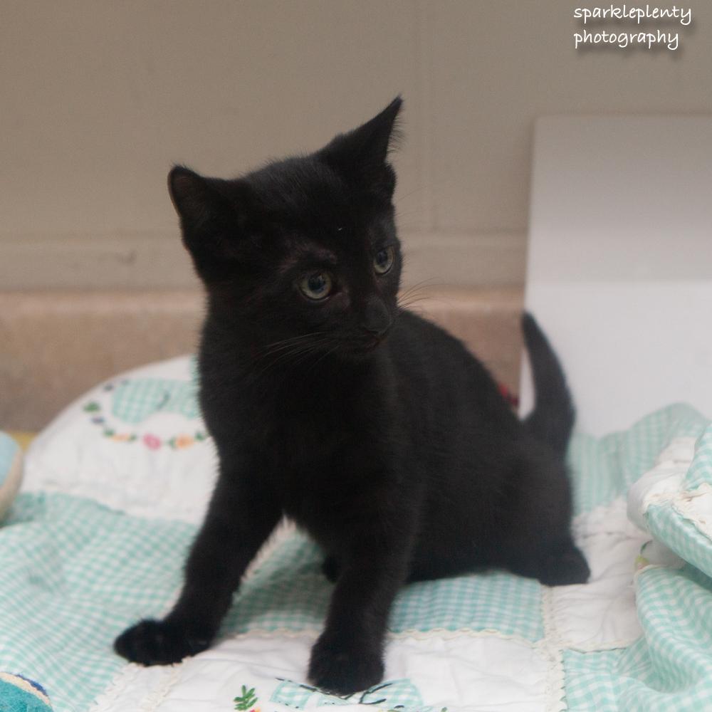 The Italian Litter, an adoptable Domestic Short Hair in Ridgefield, CT image 4/5