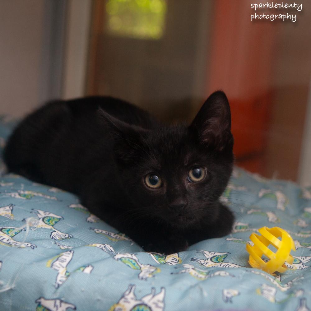 The Italian Litter, an adoptable Domestic Short Hair in Ridgefield, CT image 1/5
