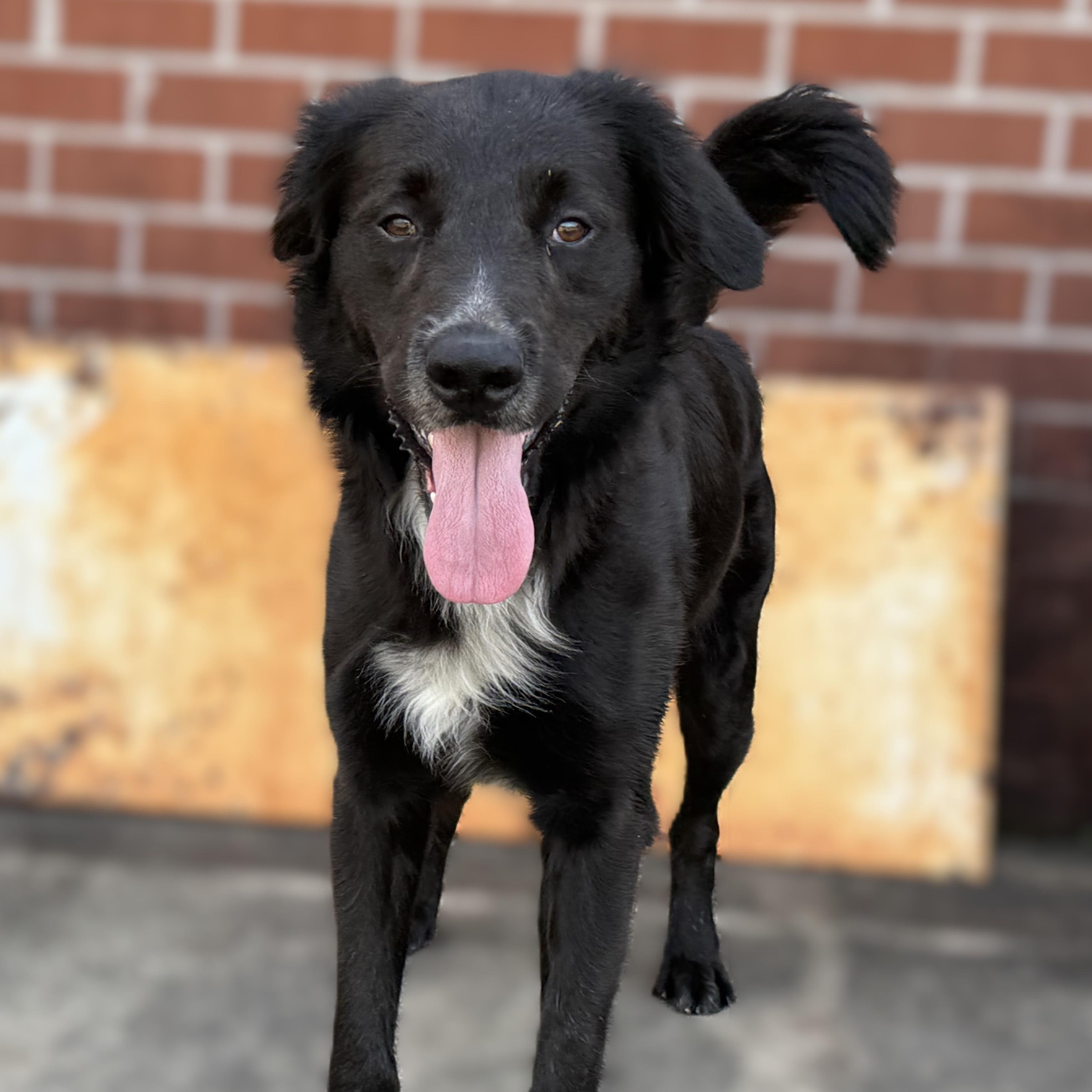 Sky, a ADOPTABLE mixed breed in New Canaan, CT image 2/6