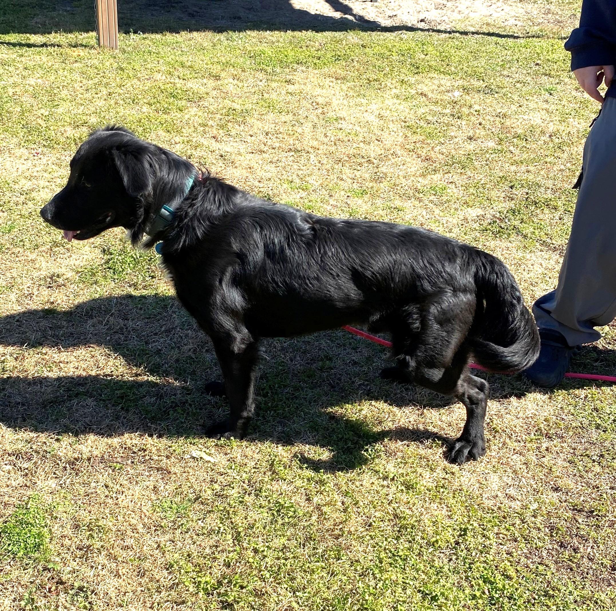 Sky, a ADOPTABLE mixed breed in New Canaan, CT image 3/6