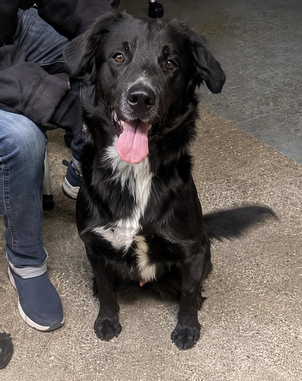 Sky, adoptable, Young Male Flat-Coated Retriever & Border Collie.