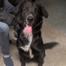 Sky, a ADOPTABLE mixed breed in New Canaan, CT image 5/6