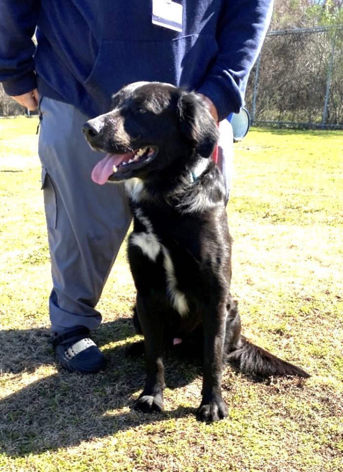 Sky, a ADOPTABLE mixed breed in New Canaan, CT image 4/6
