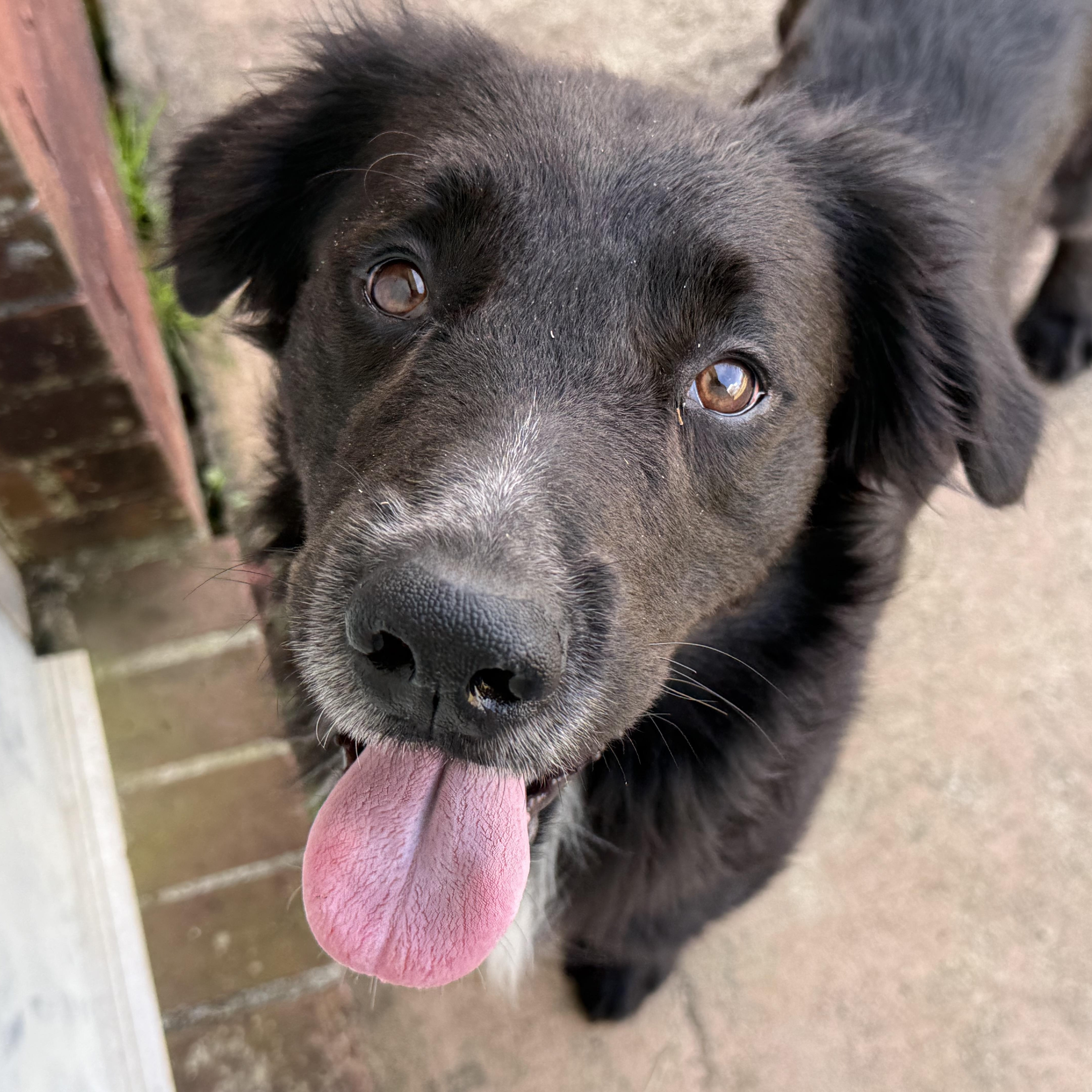 Sky, an adoptable mixed breed in New Canaan, CT image 5/6