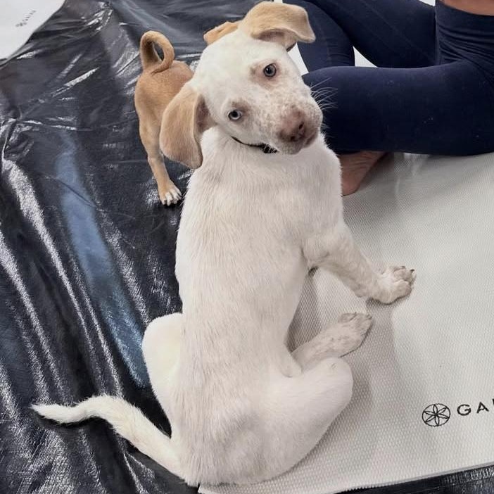 Doja Dog