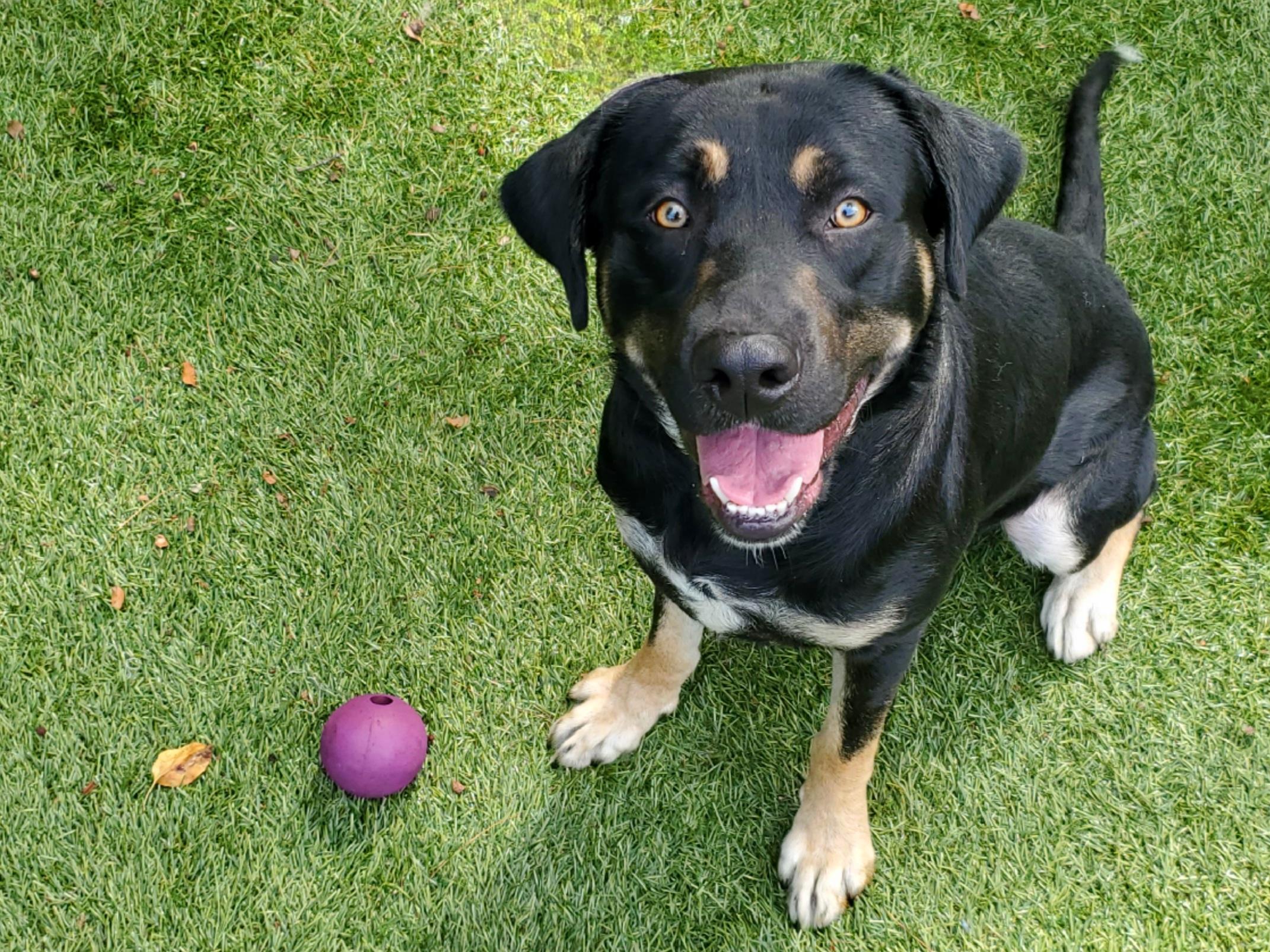 Enlarge Bubba Gump, a Adoptable mixed breed in Port Washington, NY image 1/4