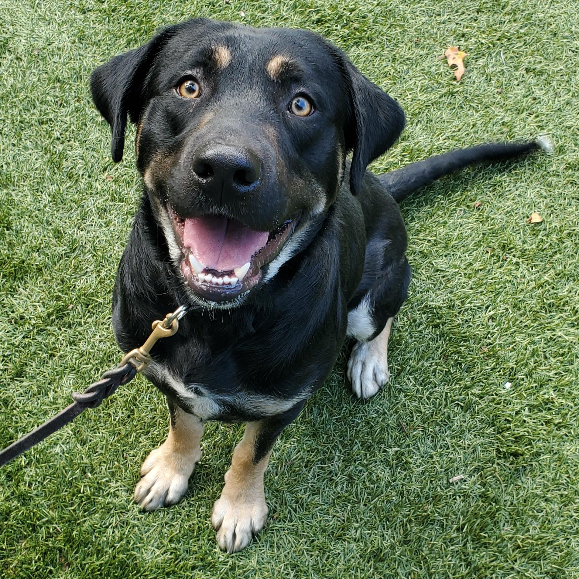 Enlarge Bubba Gump, a Adoptable mixed breed in Port Washington, NY image 2/4