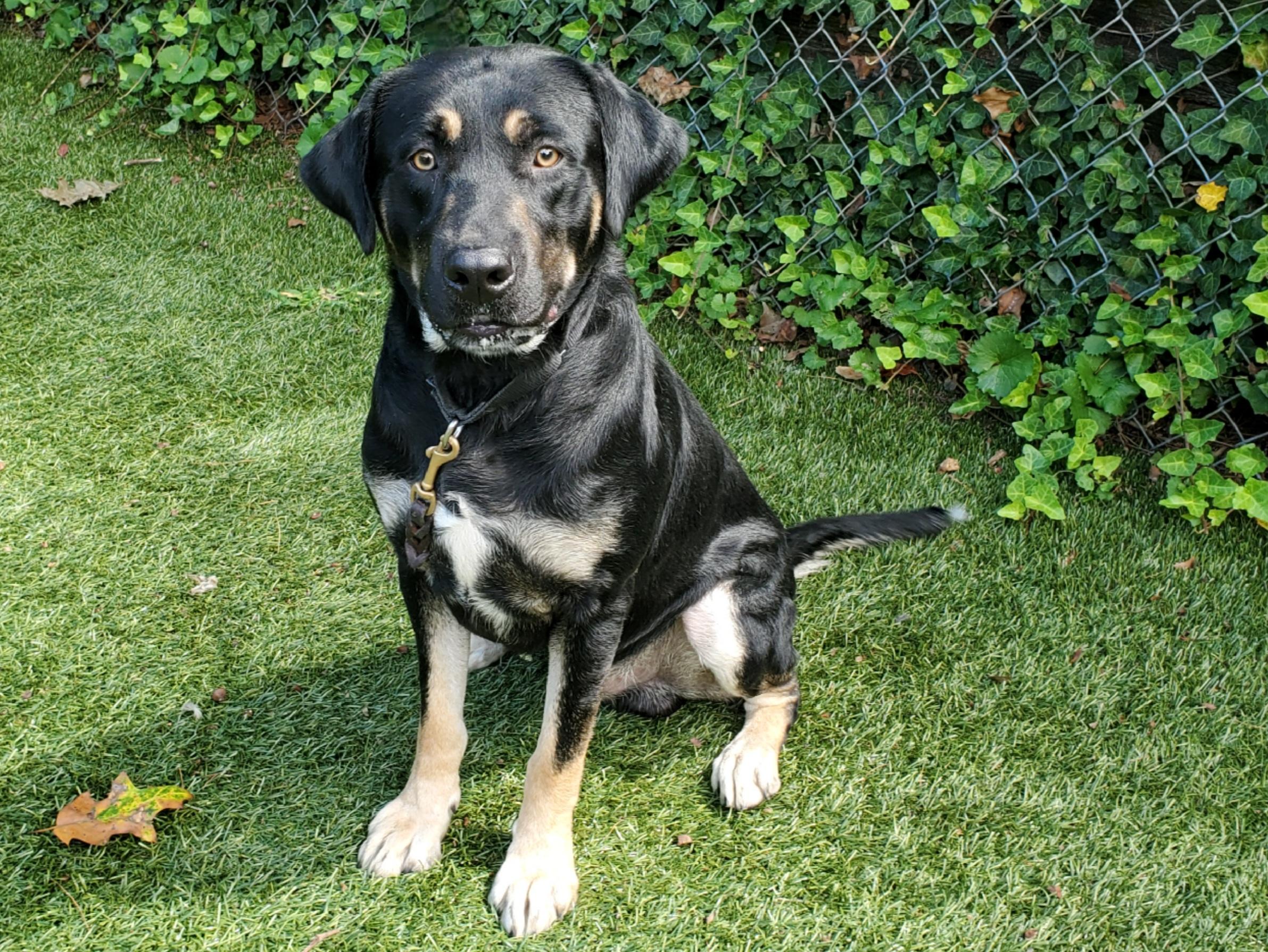 Enlarge Bubba Gump, a Adoptable mixed breed in Port Washington, NY image 3/4