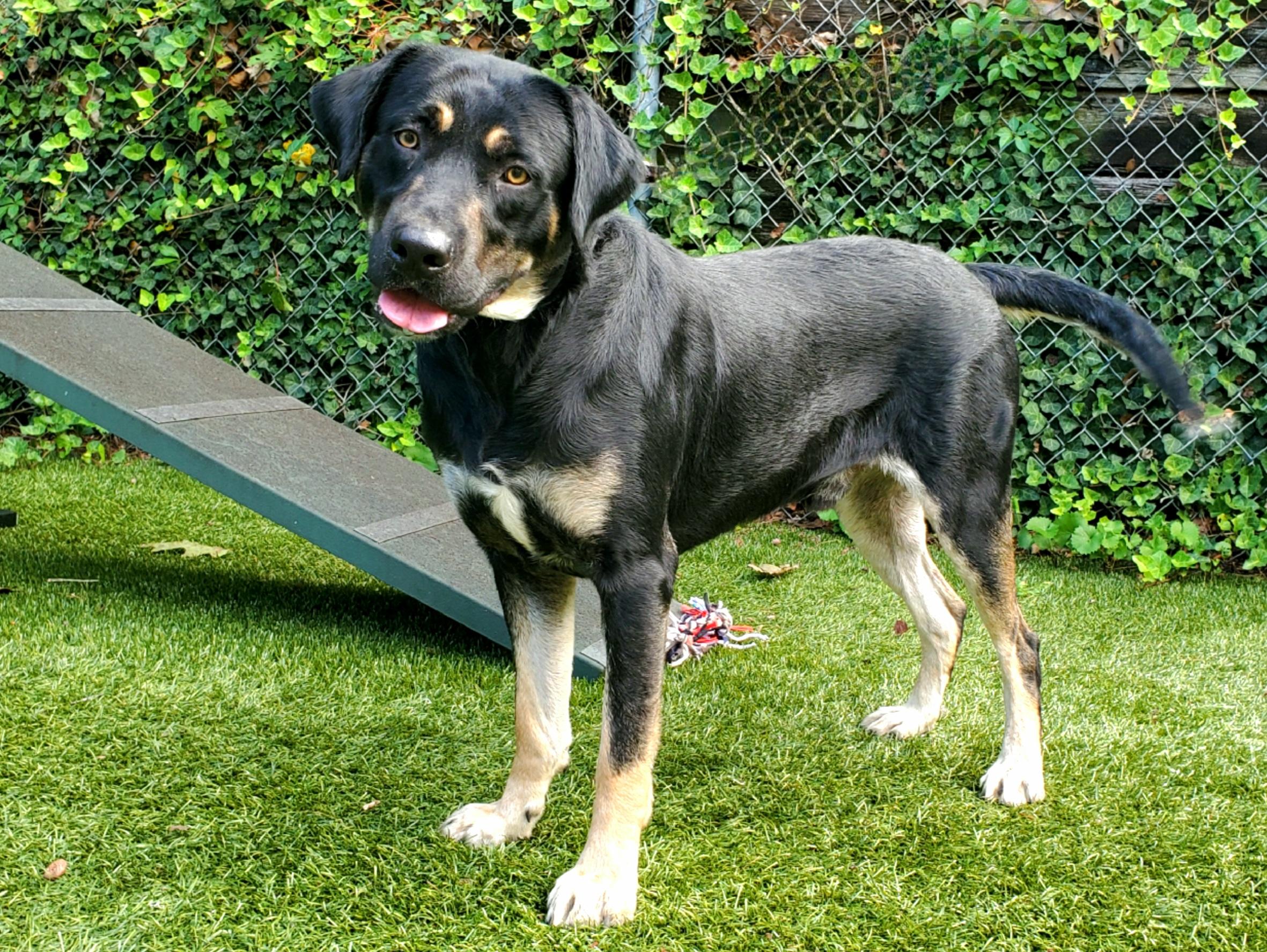 Enlarge Bubba Gump, a Adoptable mixed breed in Port Washington, NY image 4/4