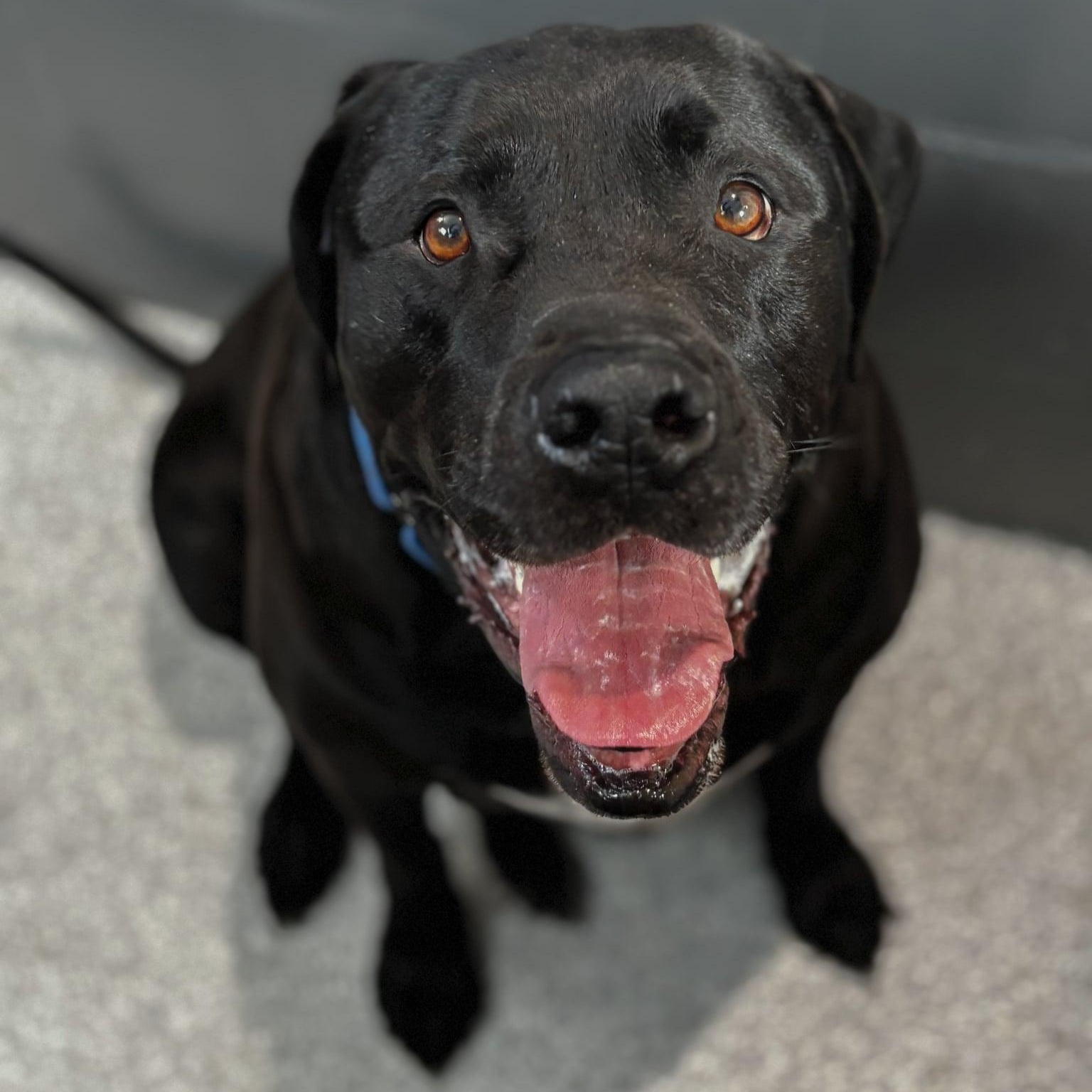 Enlarge Tank, a ADOPTABLE mixed breed in Hutchinson, MN image 3/3