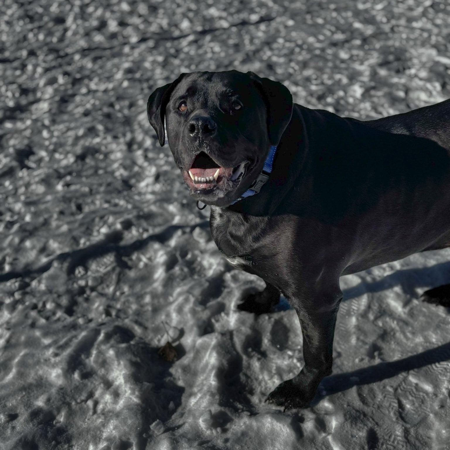 Enlarge Tank, a ADOPTABLE mixed breed in Hutchinson, MN image 2/3