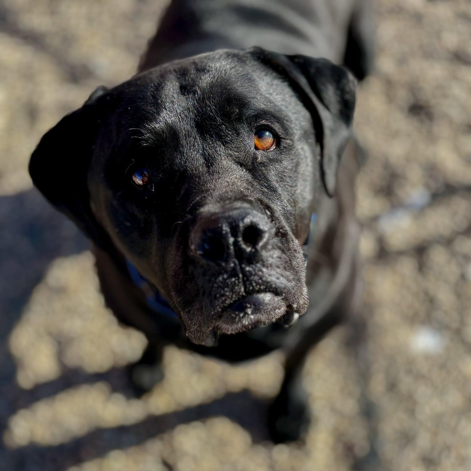 Enlarge Tank, a ADOPTABLE mixed breed in Hutchinson, MN image 1/3