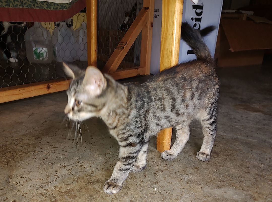 Sassi, Adopted, Kitten Female Tabby & Domestic Short Hair.