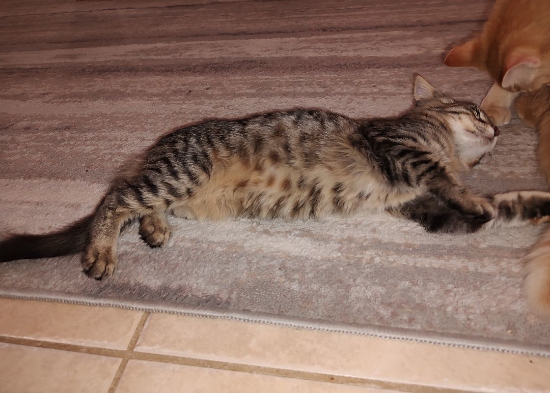 Enlarge Sassi, a Adopted mixed breed in Harned, KY image 2/3