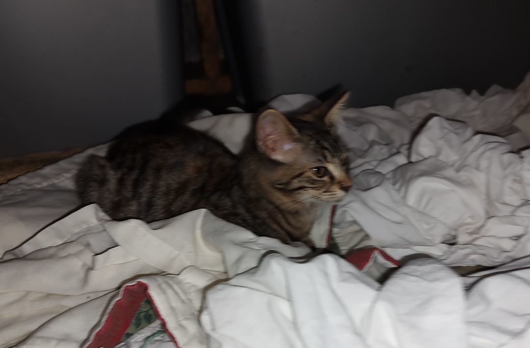 Enlarge Sassi, a Adopted mixed breed in Harned, KY image 3/3