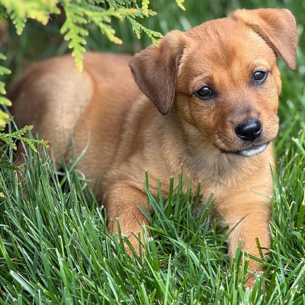 Enlarge Shane, a Adoptable Mixed Breed in Cincinnati, OH image 2/5