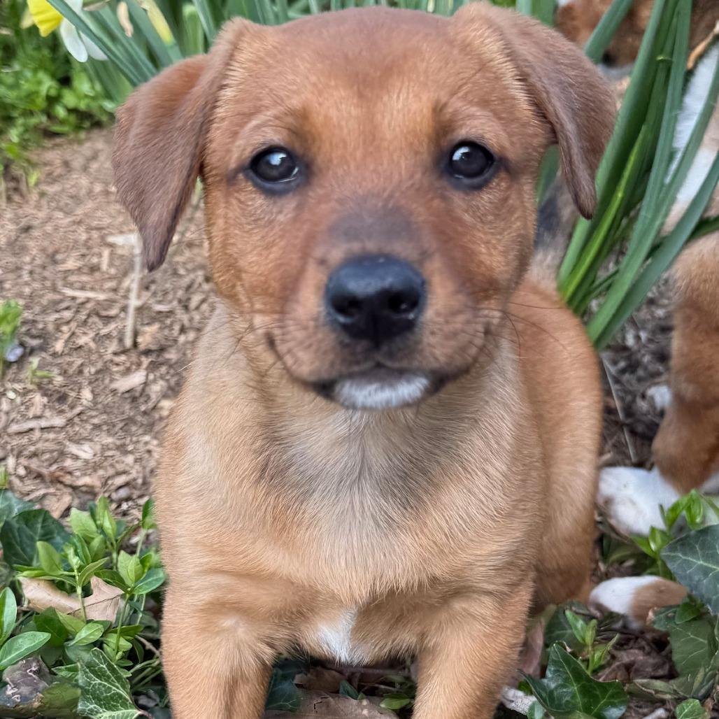 Enlarge Shane, a Adoptable Mixed Breed in Cincinnati, OH image 3/5
