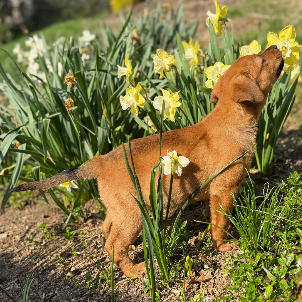 Enlarge Shane, a Adoptable Mixed Breed in Cincinnati, OH image 4/5