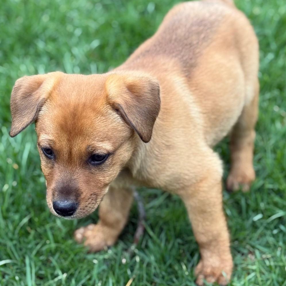 Enlarge Shane, a Adoptable Mixed Breed in Cincinnati, OH image 5/5