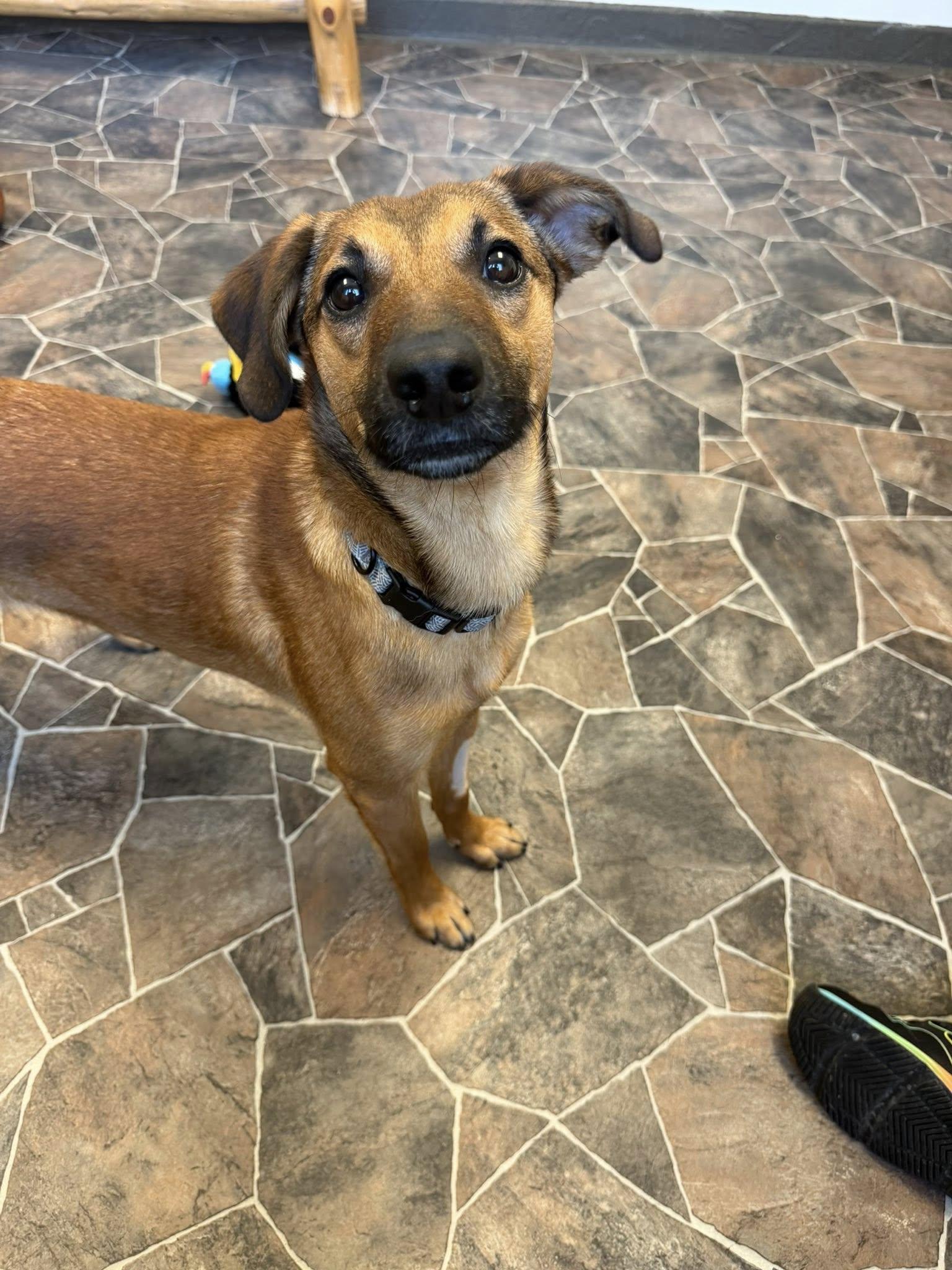 Enlarge Flint, a ADOPTABLE mixed breed in Sterling Heights, MI image 2/6