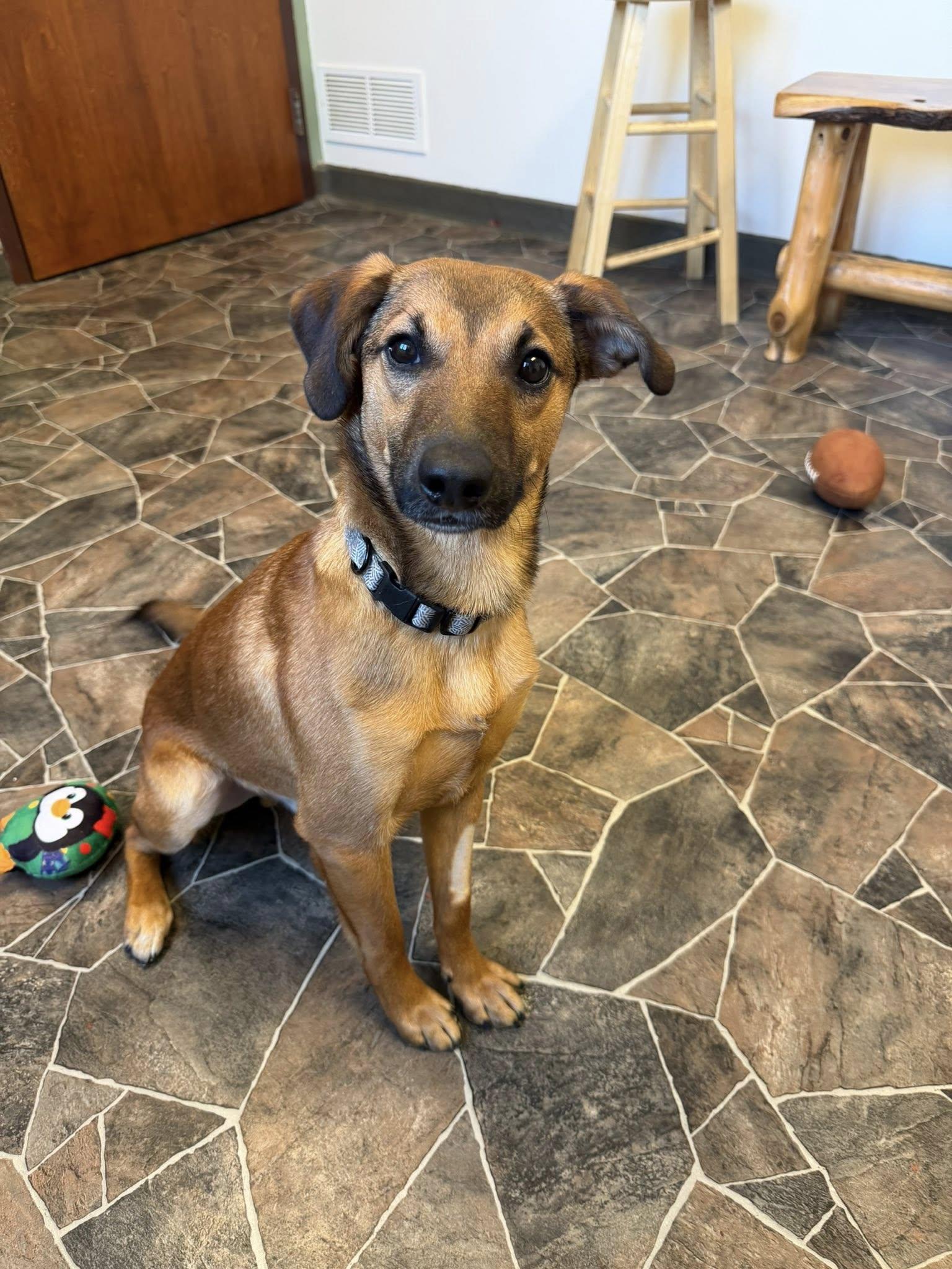 Enlarge Flint, a ADOPTABLE mixed breed in Sterling Heights, MI image 3/6