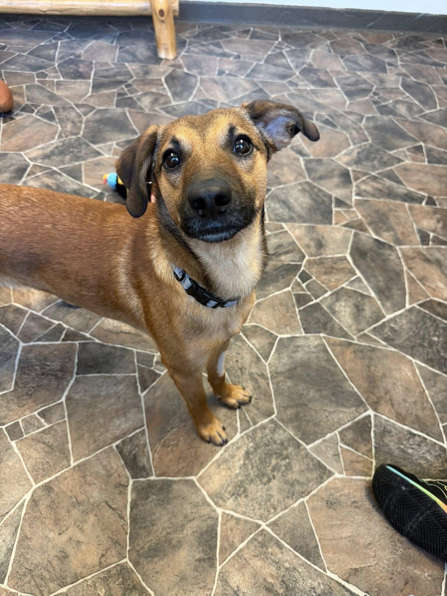 Enlarge Flint, a ADOPTABLE mixed breed in Sterling Heights, MI image 5/6