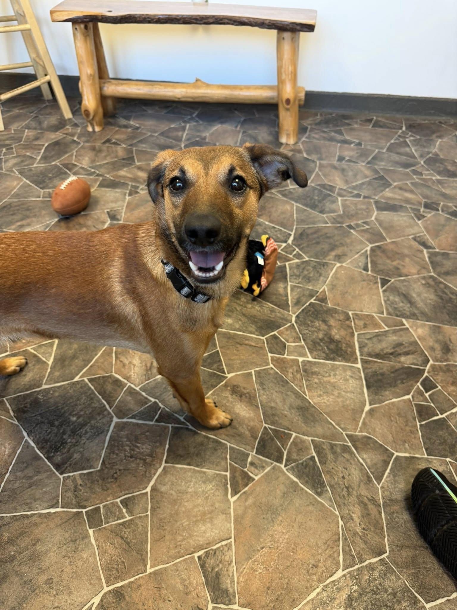 Enlarge Flint, a ADOPTABLE mixed breed in Sterling Heights, MI image 4/6