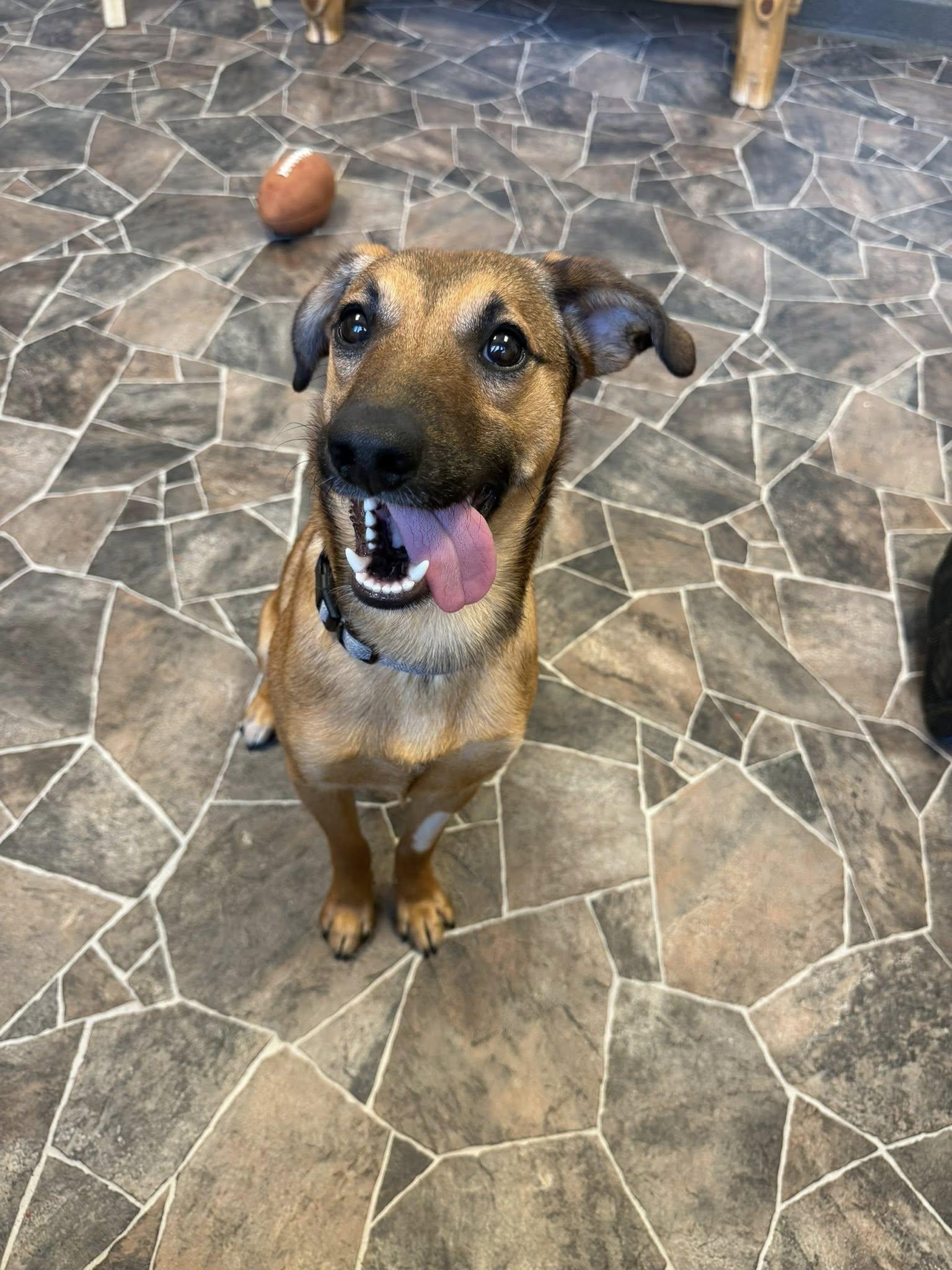 Enlarge Flint, a ADOPTABLE mixed breed in Sterling Heights, MI image 6/6