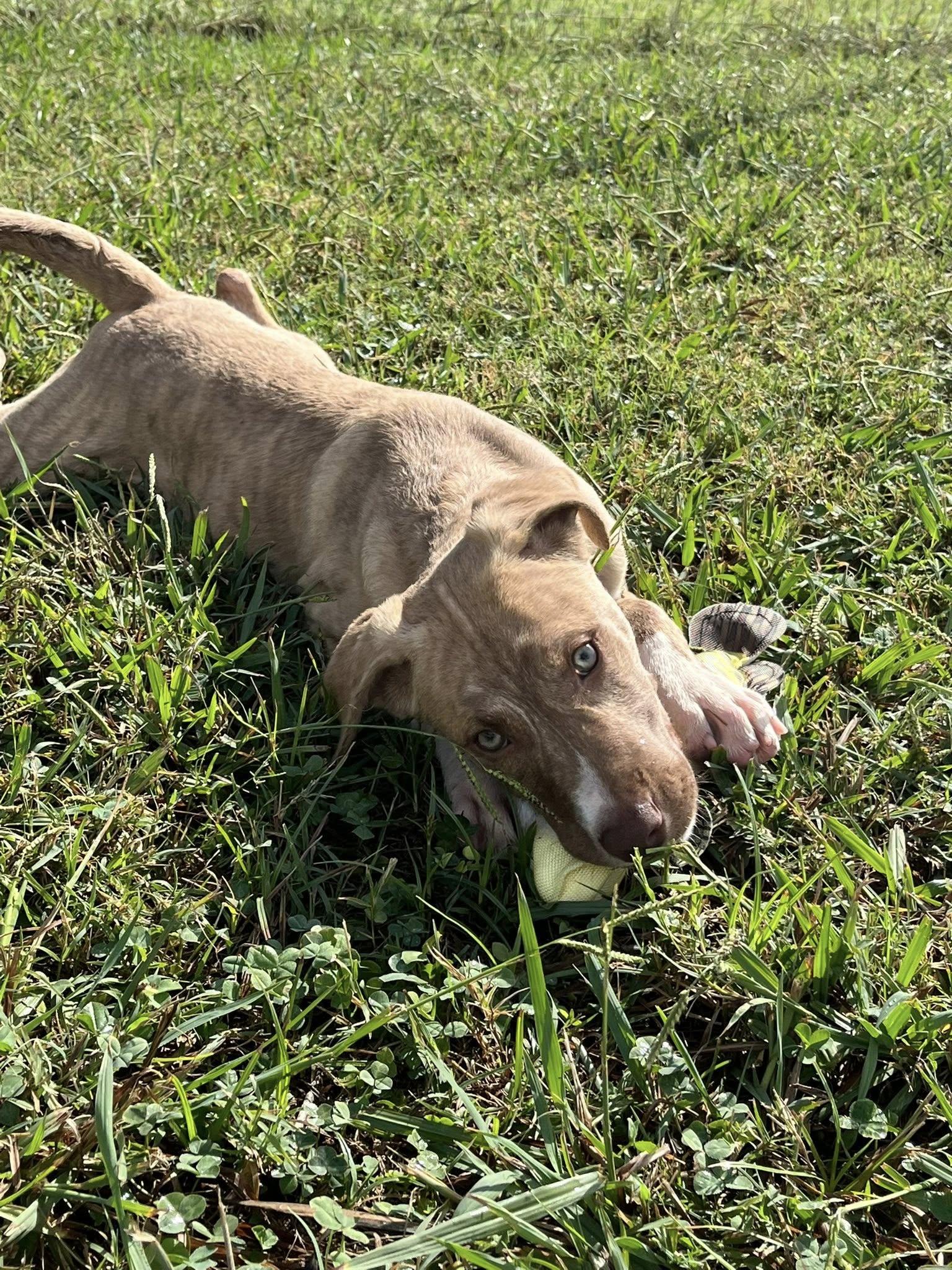 November, Adoptable, Young Male Labrador Retriever & Mountain Cur.