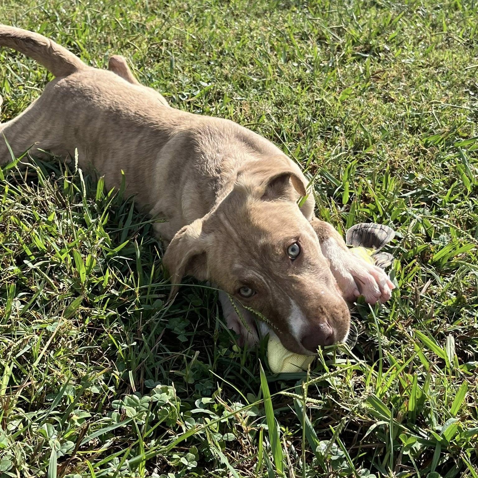 Enlarge November, an adopted mixed breed in Durant, OK image 2/4