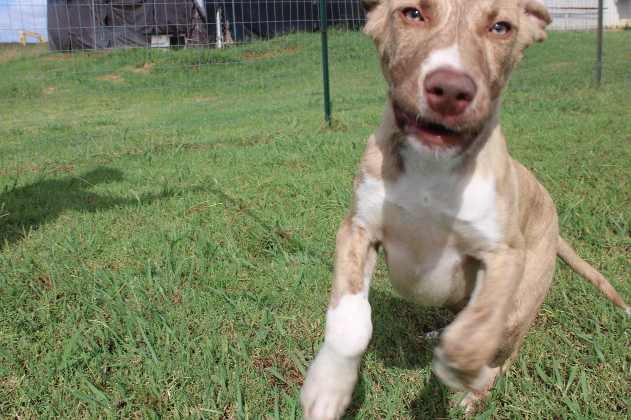 November, a Adoptable mixed breed in Durant, OK image 2/2