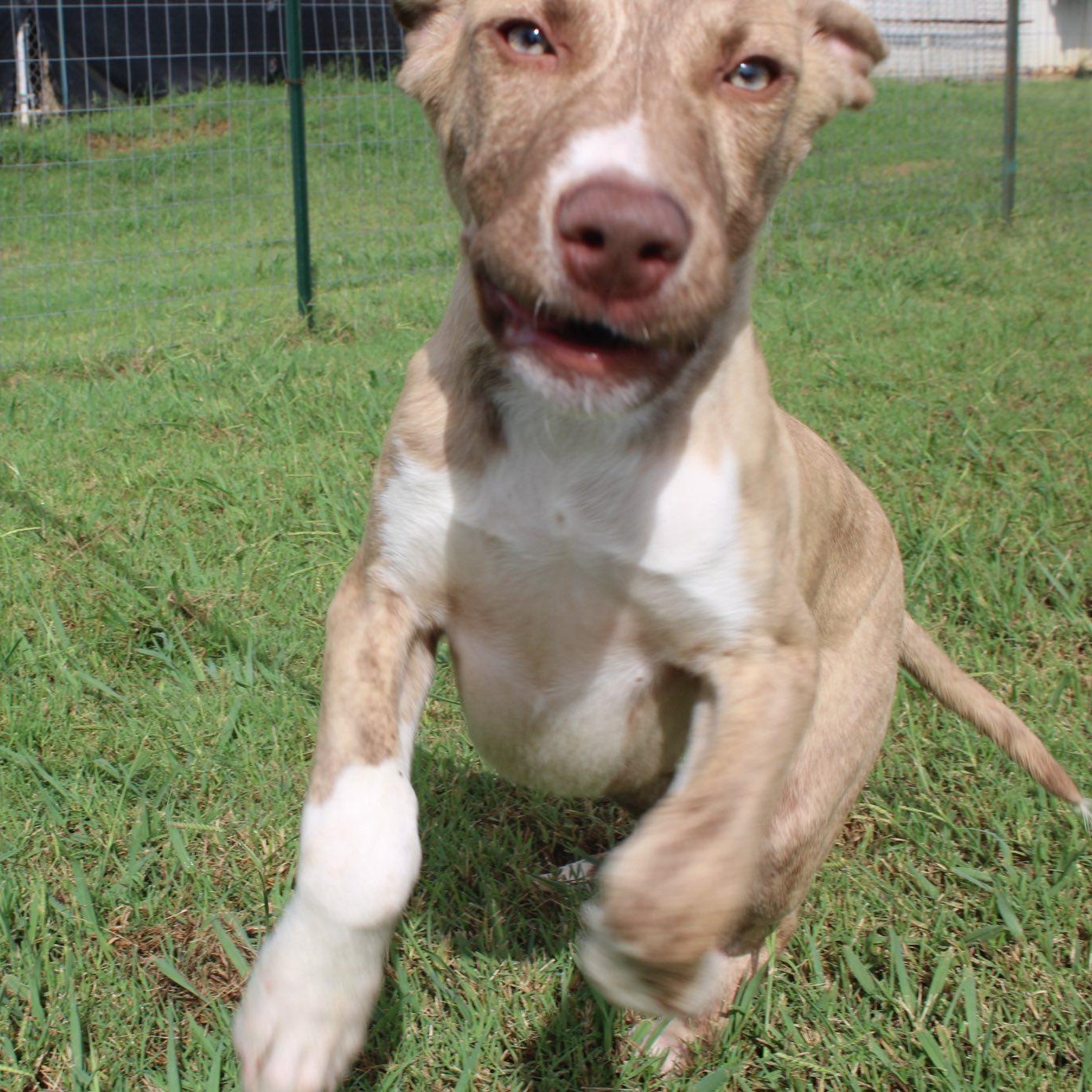 Enlarge November, an adopted mixed breed in Durant, OK image 4/4