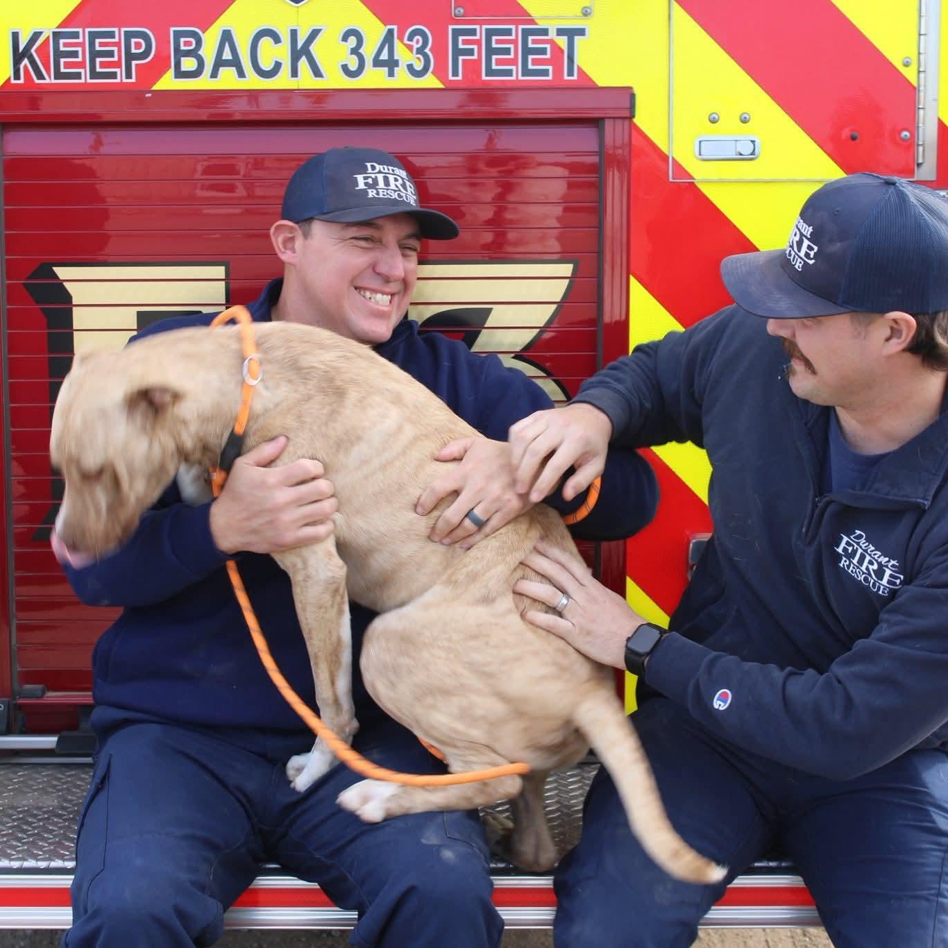 November, Adoptable, Young Male Labrador Retriever & Mountain Cur.