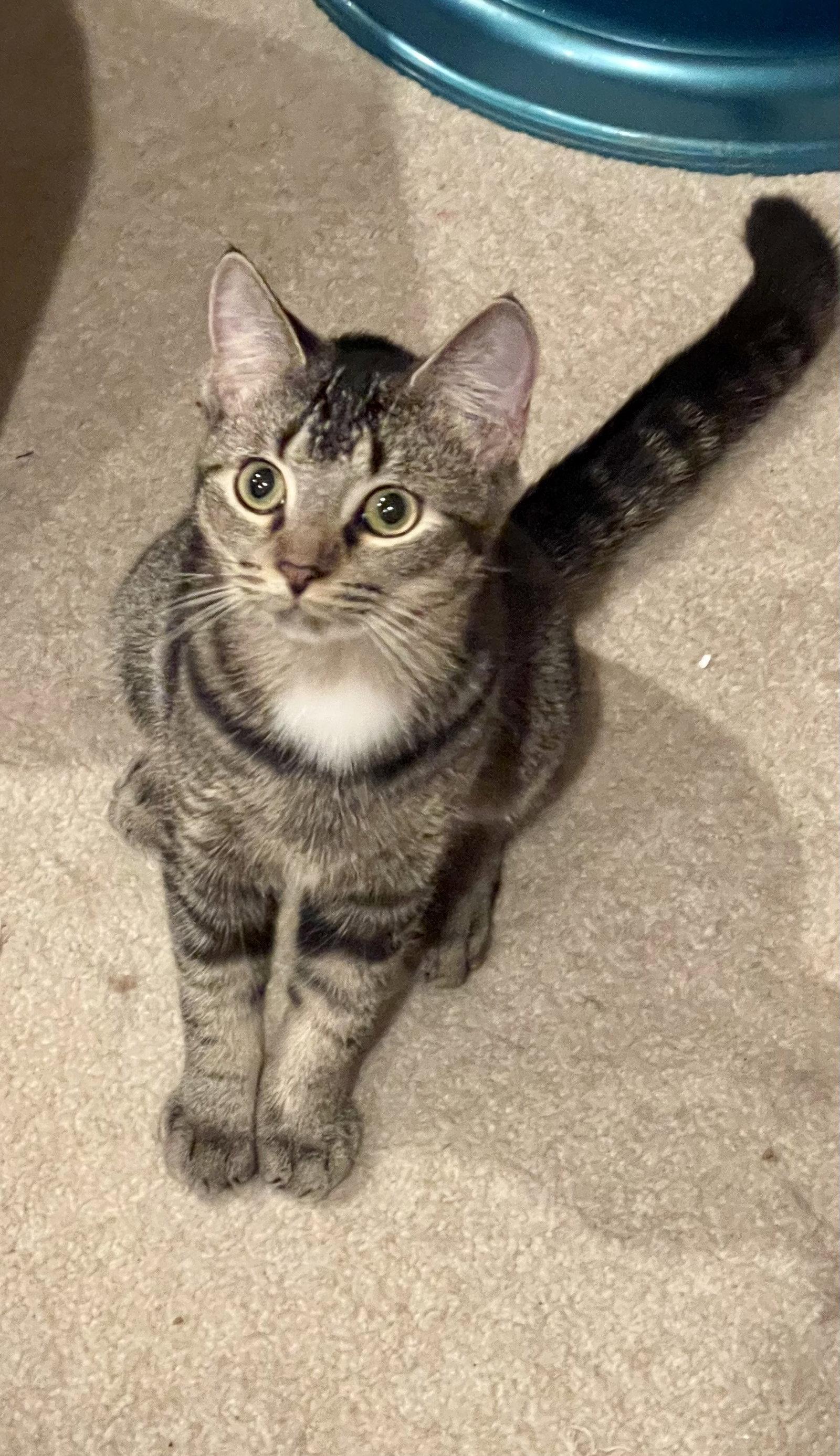 Betty, Adoptable, Young Female Tabby & Domestic Short Hair.