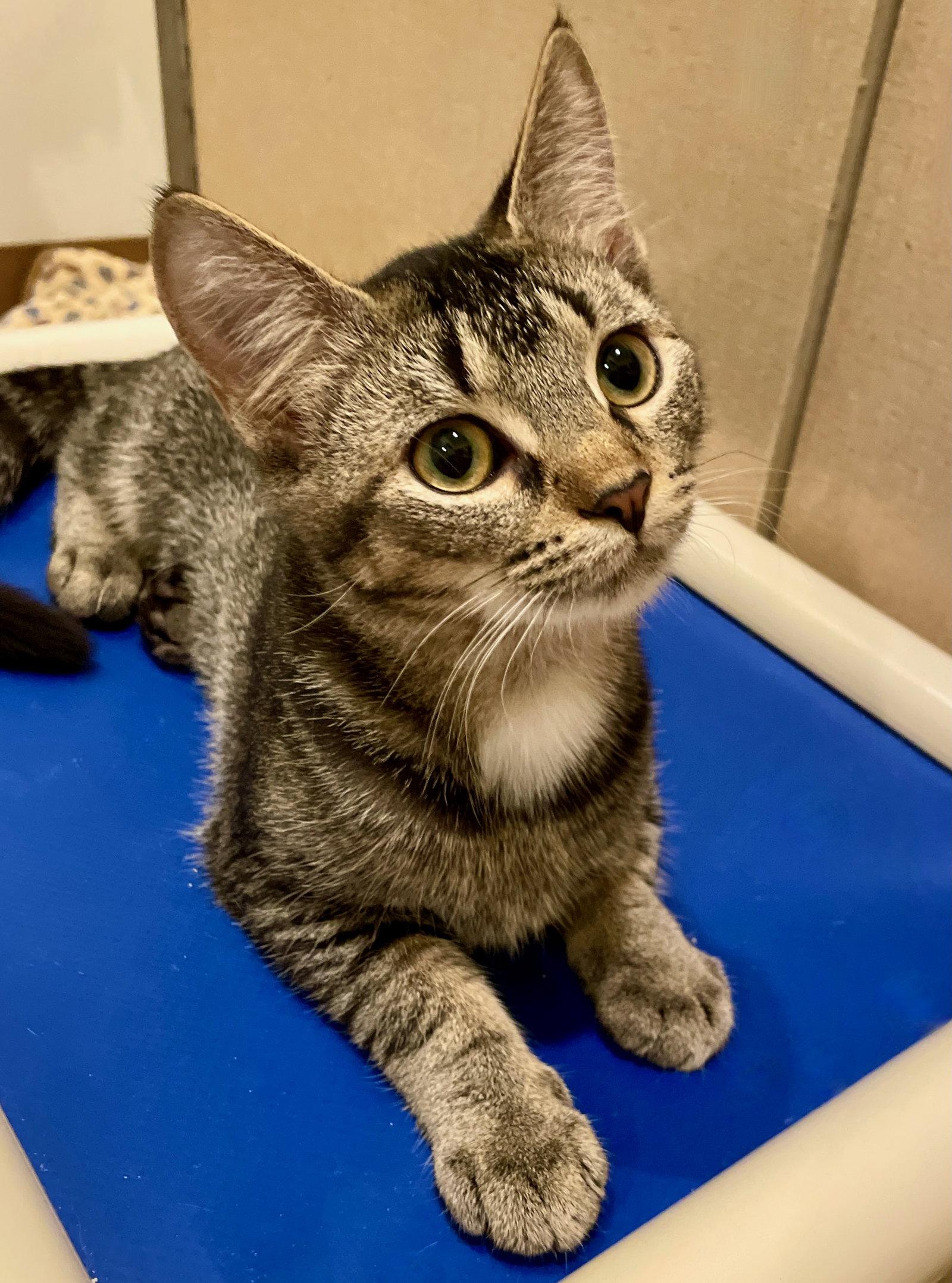 Enlarge Betty, a Adoptable mixed breed in Flint Hill, VA image 2/3