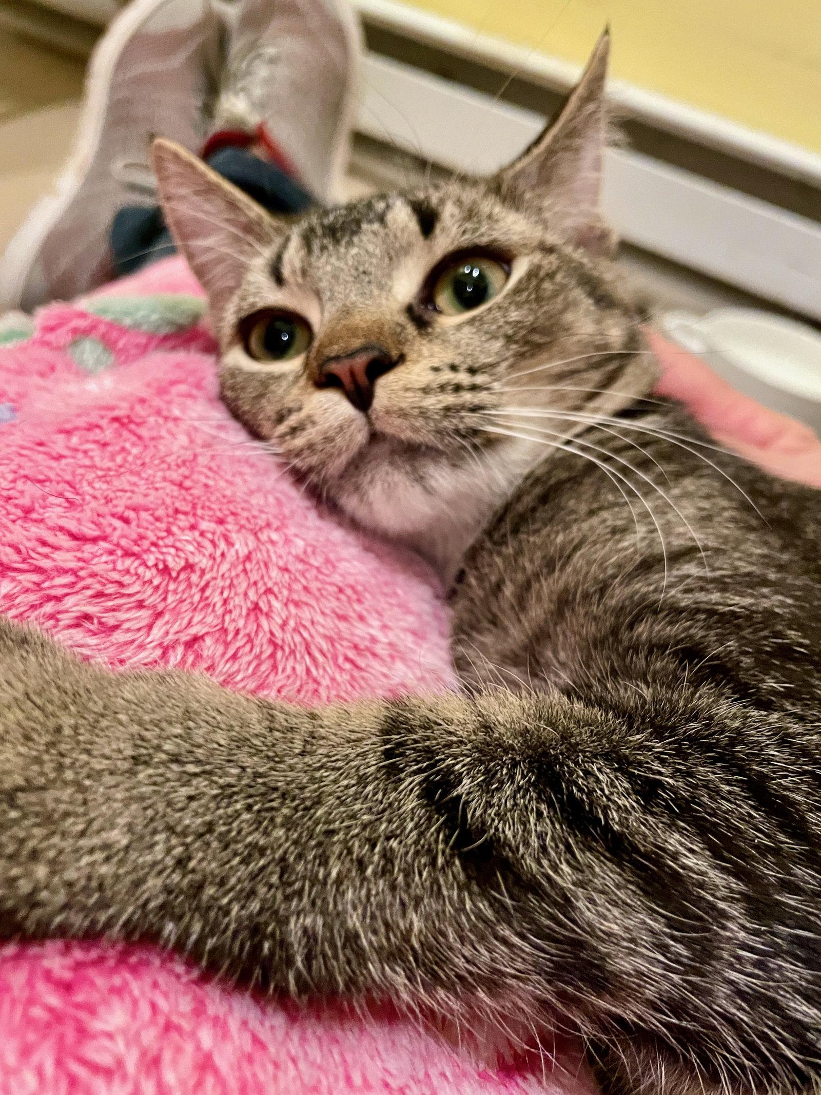 Enlarge Betty, a Adoptable mixed breed in Flint Hill, VA image 3/3