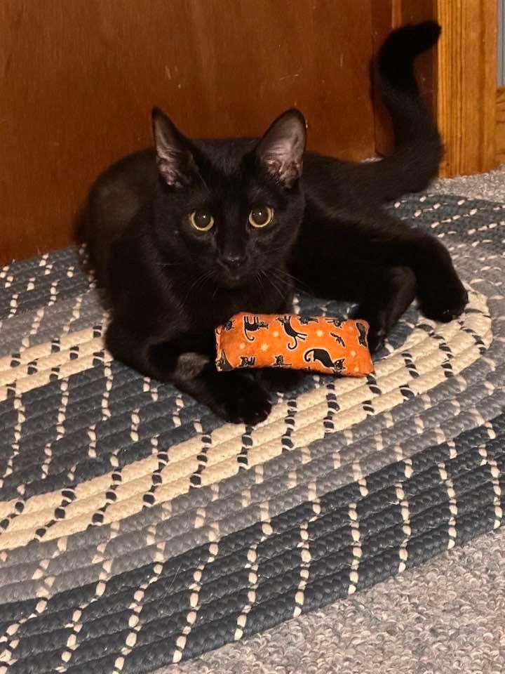 Nimshi, Adoptable, Young Female Domestic Medium Hair.