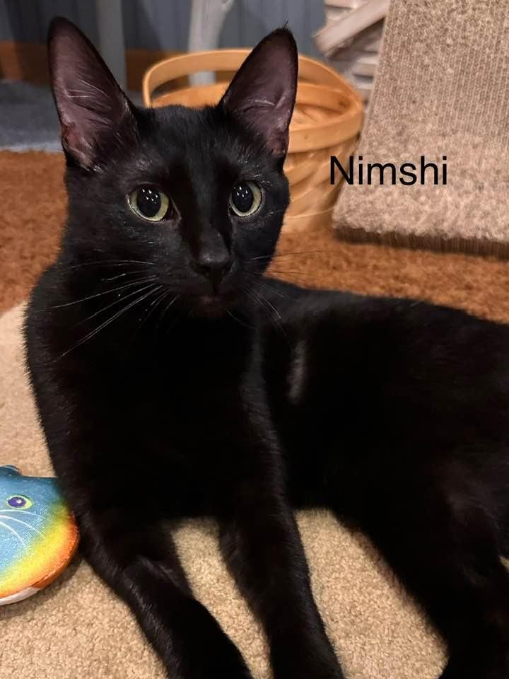Nimshi, a Adoptable mixed breed in Libertyville, IL image 3/6