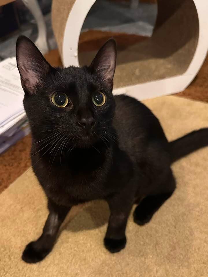 Enlarge Nimshi, a Adoptable mixed breed in Libertyville, IL image 1/6