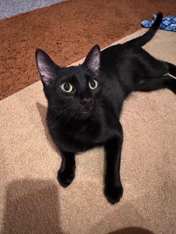 Enlarge Nimshi, a Adoptable mixed breed in Libertyville, IL image 2/6