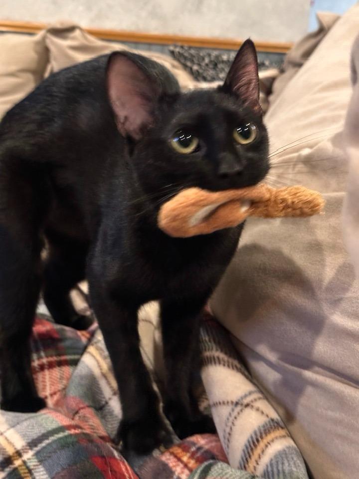 Nimshi, a Adoptable mixed breed in Libertyville, IL image 5/6