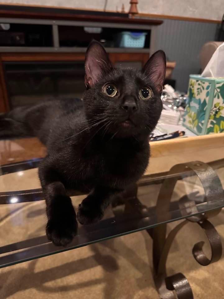 Enlarge Nimshi, a Adoptable mixed breed in Libertyville, IL image 5/6