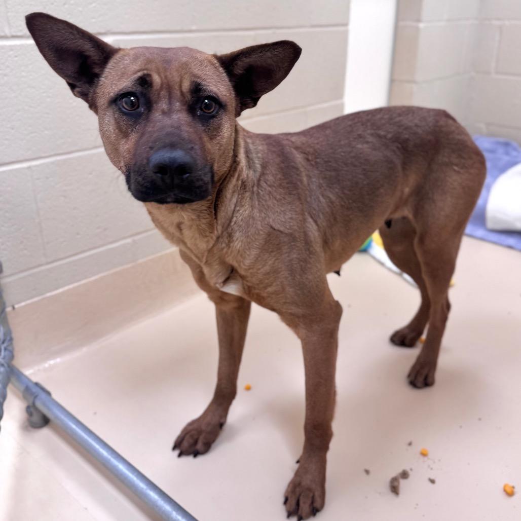 Emma, a Adoptable Mixed Breed in Winston-Salem, NC image 1/3