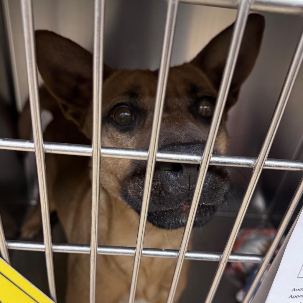 Emma, a Adoptable Mixed Breed in Winston-Salem, NC image 2/3