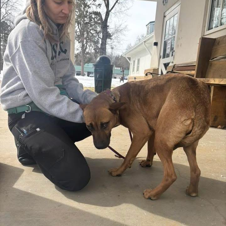 Emma, a Adoptable Mixed Breed in Winston-Salem, NC image 3/3